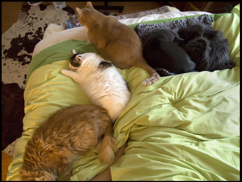 Queen Sized Bed, King Sized Cats.jpg
